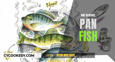 Bluegill: The Pan Fish Favorite