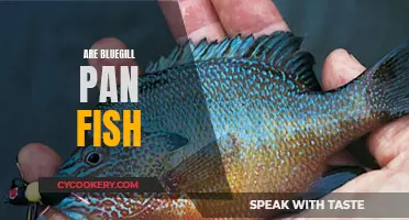 Bluegill: The Panfish Species Explored