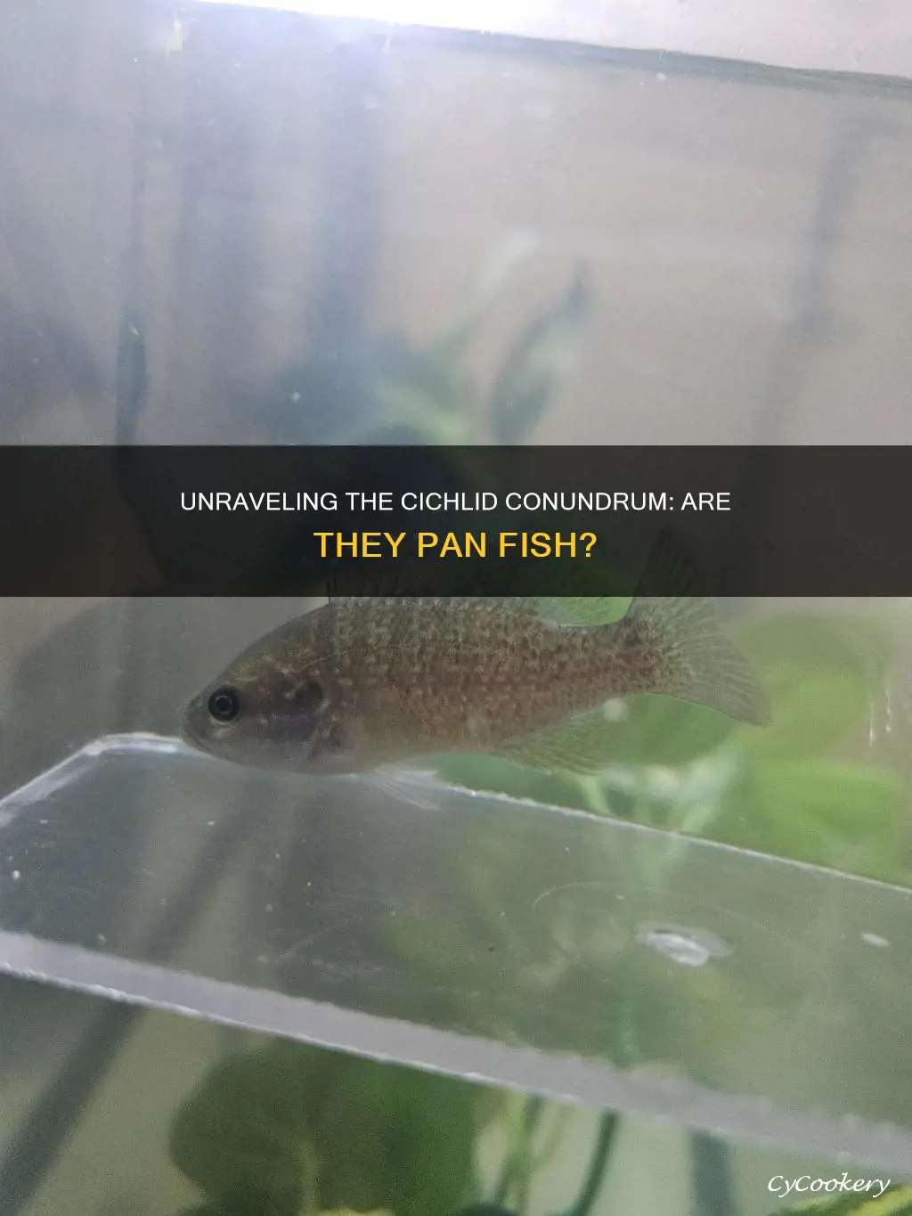 are cichlids pan fish