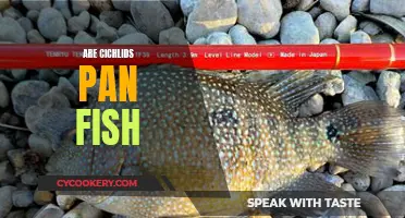 Cichlids: Pan Fish or Not?
