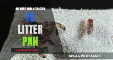 Druit Flies: Are Litter Pans an Attraction?