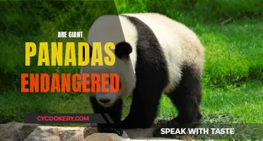 The Fate of Giant Pandas: Endangered or Not?