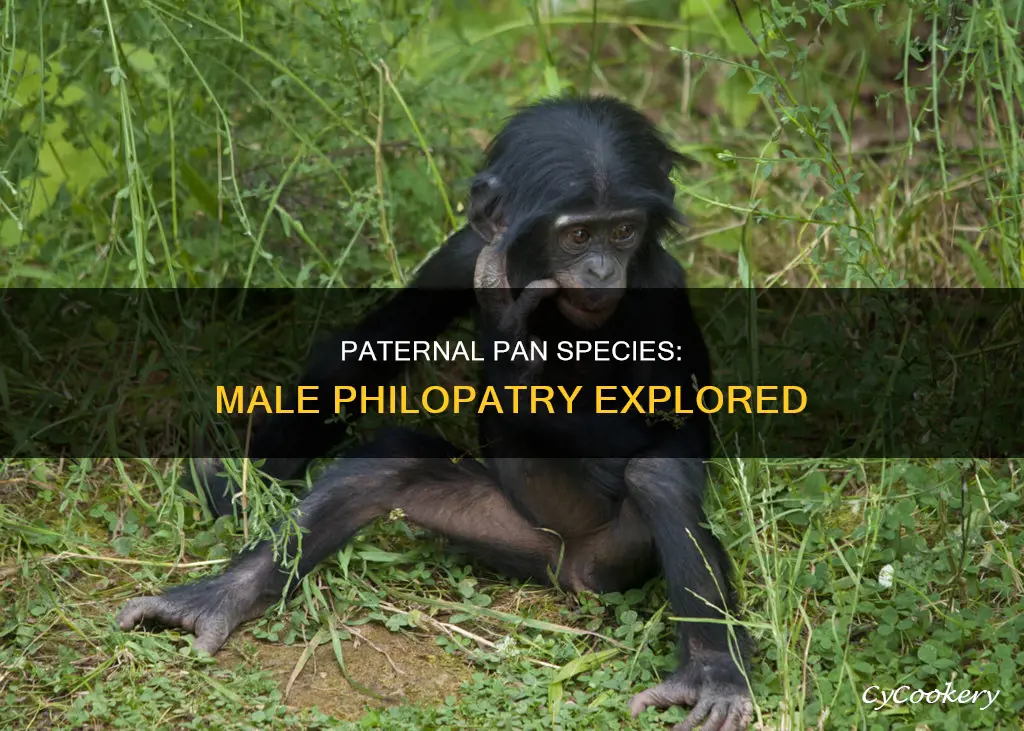 are males are the philopatric sex in pan secies
