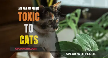 Pan Am Plants: Toxic or Safe for Cats?