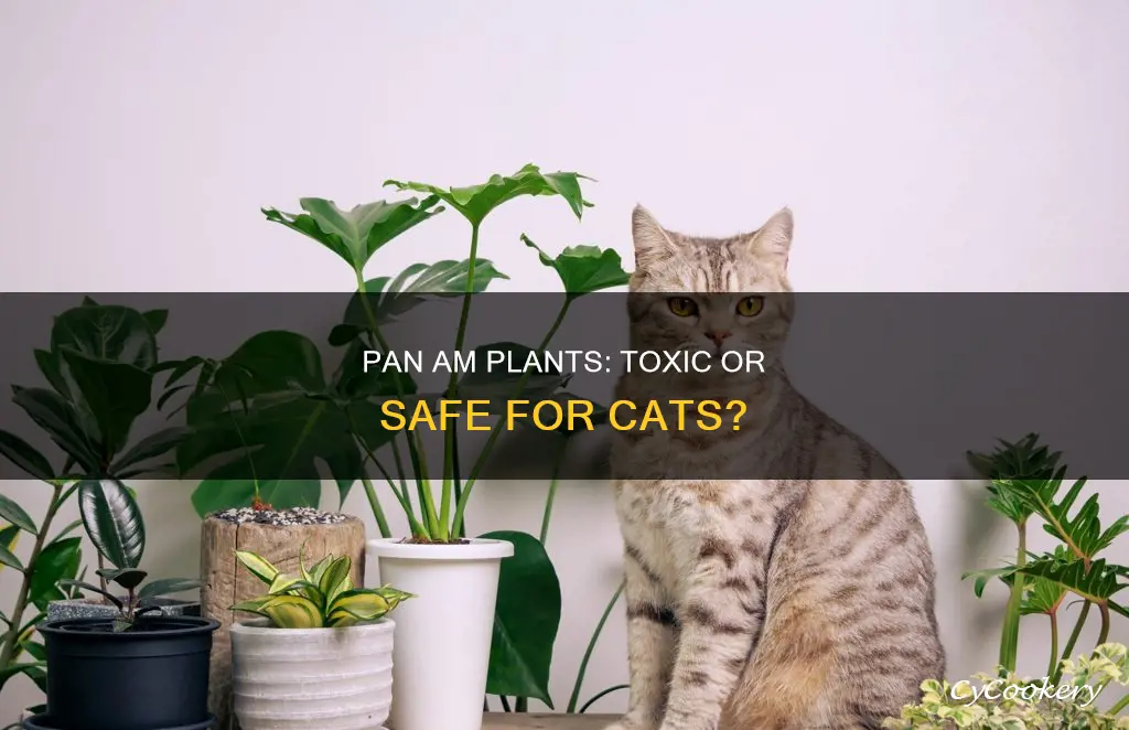 are pan am plants toxic to cats