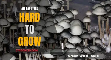 Growing Pan Cyans: A Challenging Yet Rewarding Endeavor