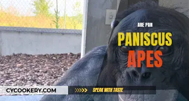 Pan Paniscus: Our Ape Cousins?