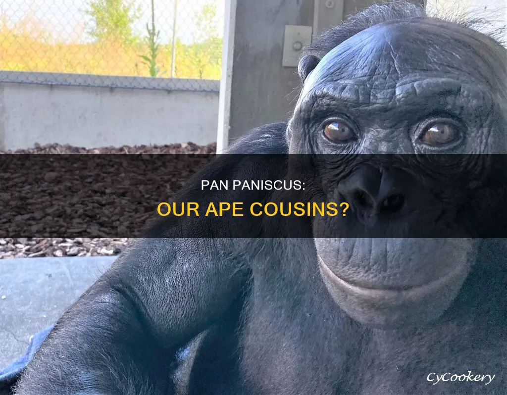 are pan paniscus apes