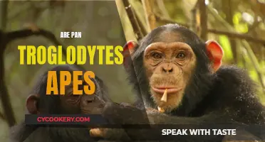 Pan Troglodytes: Apes or Not?