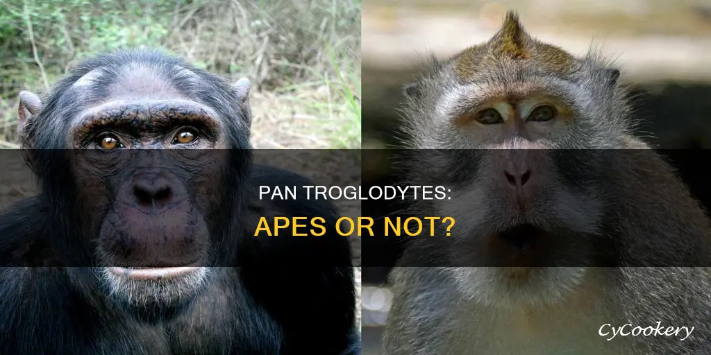 are pan troglodytes apes