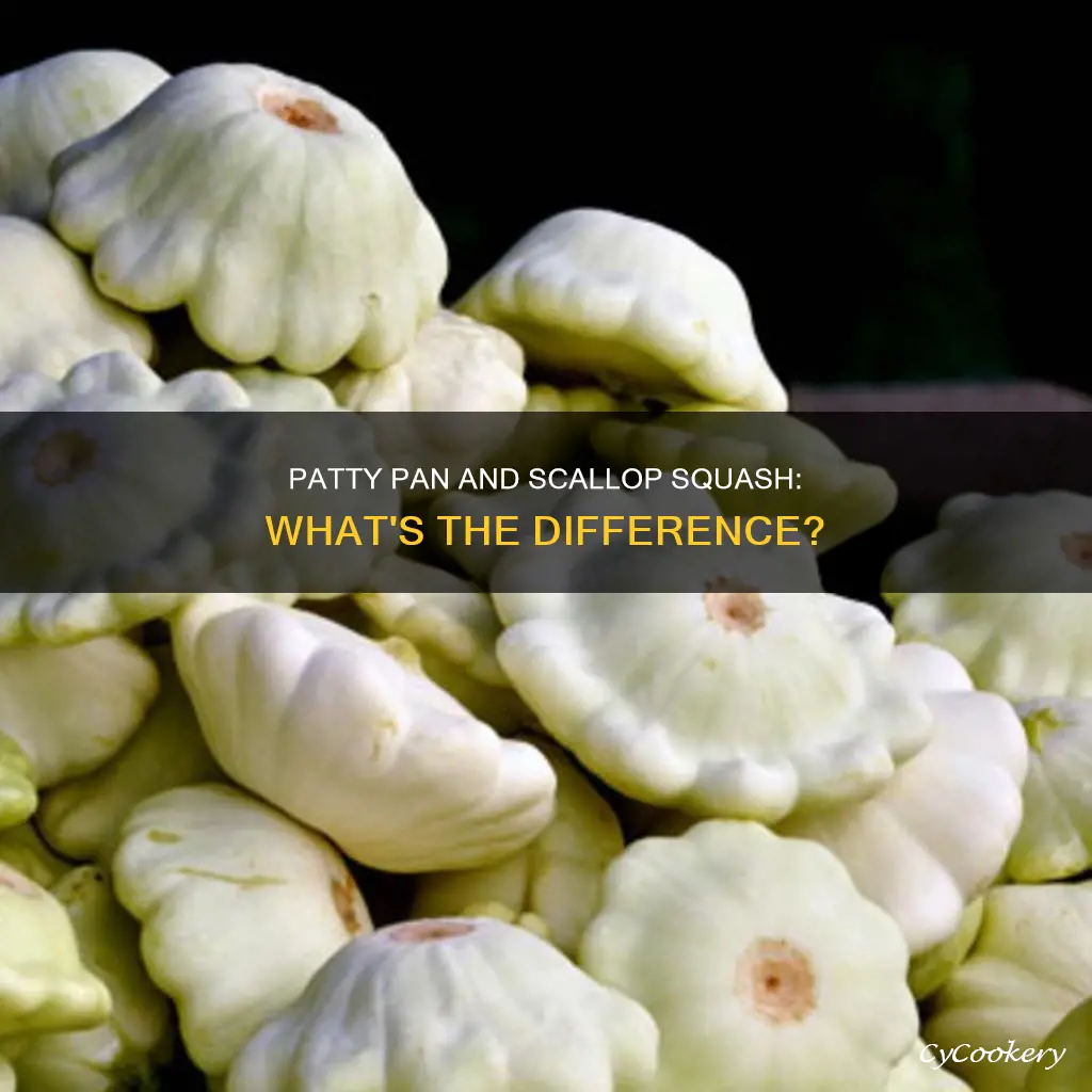 are patty pan and scallop squash the same