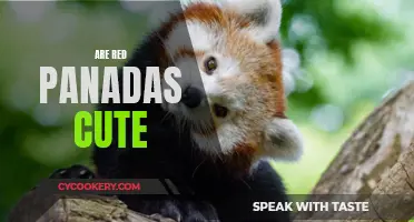 The Red Pandas: Adorable or Not?