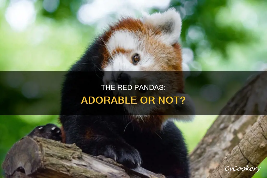 are red panadas cute