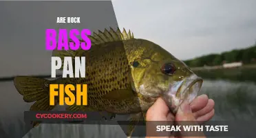 Rock Bass Pan Fish: What's the Real Deal?