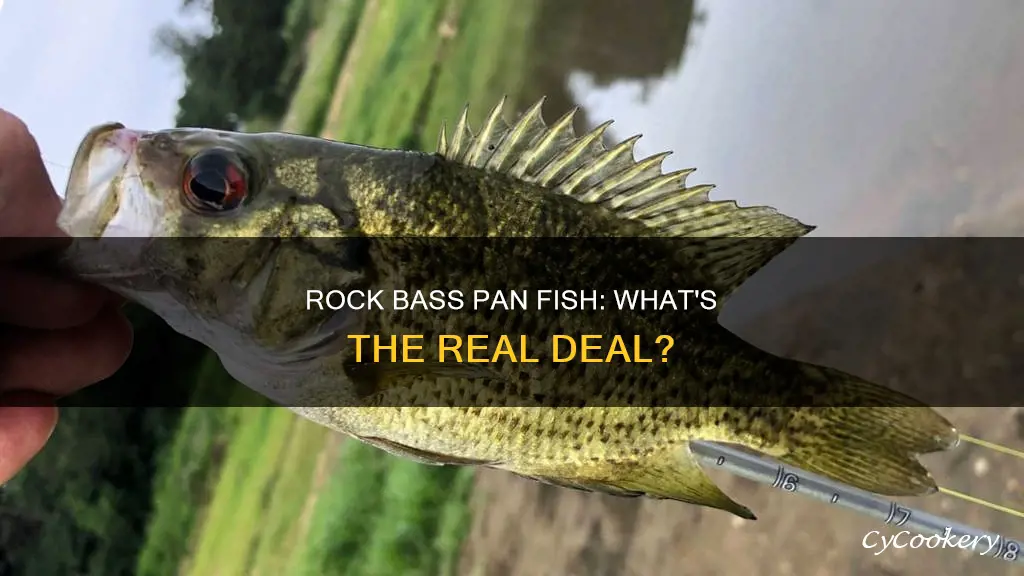 are rock bass pan fish