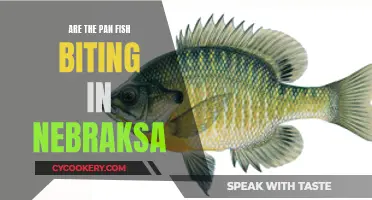 Best Panfish Spots in Nebraska: Where to Fish Now