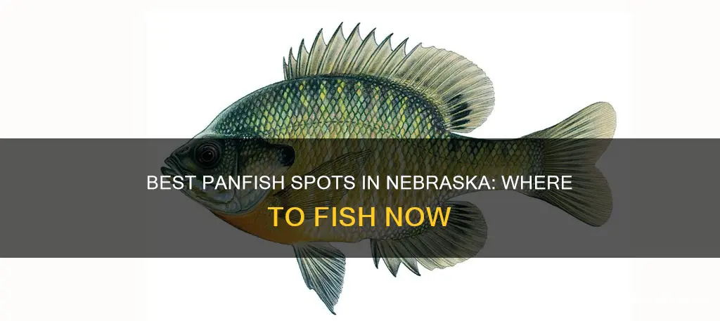 are the pan fish biting in nebraksa