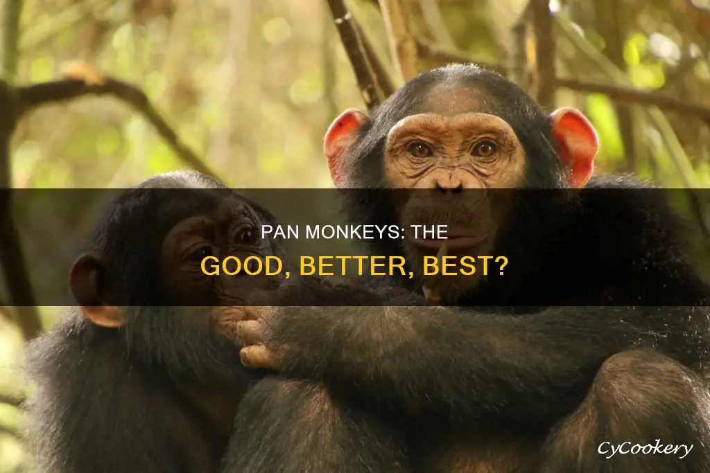 are the pan monkeys good
