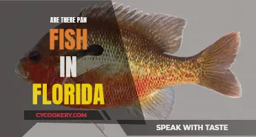 Florida's Panfish: What, Where, and How to Catch Them