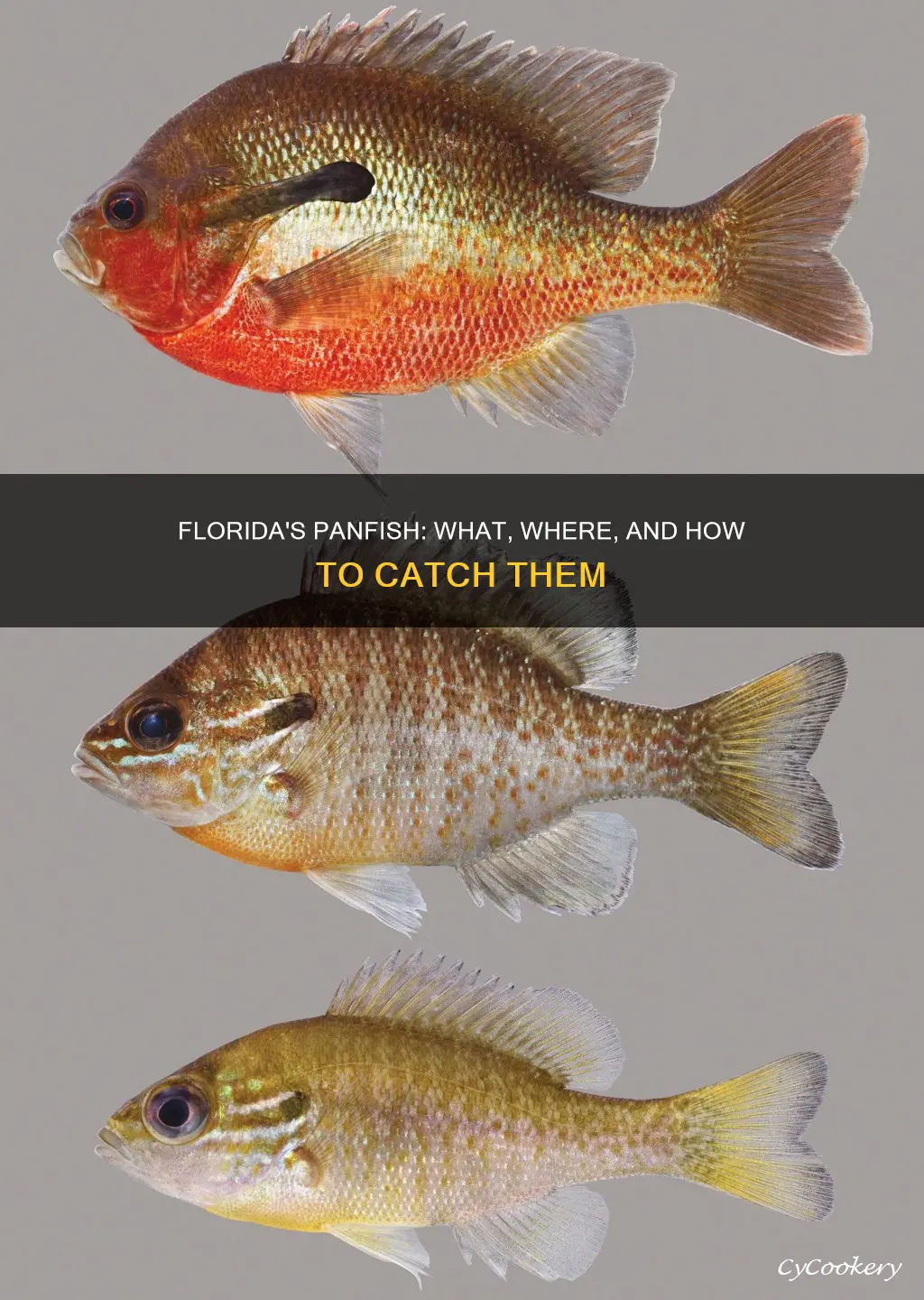are there pan fish in Florida