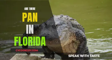 Pans in Florida: Myth or Reality?