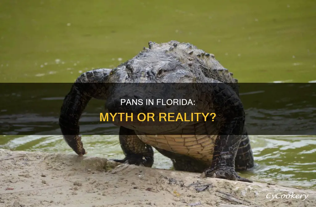 are there pan in Florida