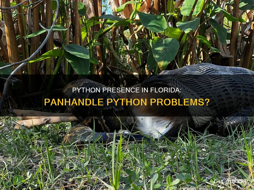 are there pythons in the florida pan handle