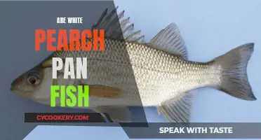 White Perch: Panfish or Not?