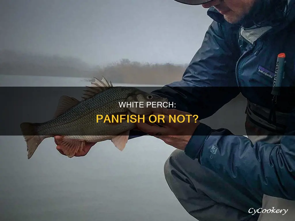 are white pearch pan fish