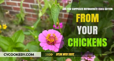 Should Fresh Backyard Chicken Eggs Be Refrigerated? A Guide
