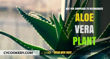 Should You Refrigerate Aloe Vera Plants? Expert Care Tips Revealed