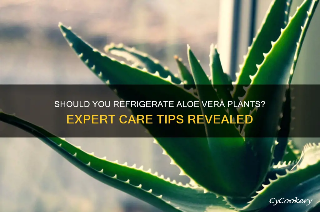 are you supposed to refrigerate aloe vera plant