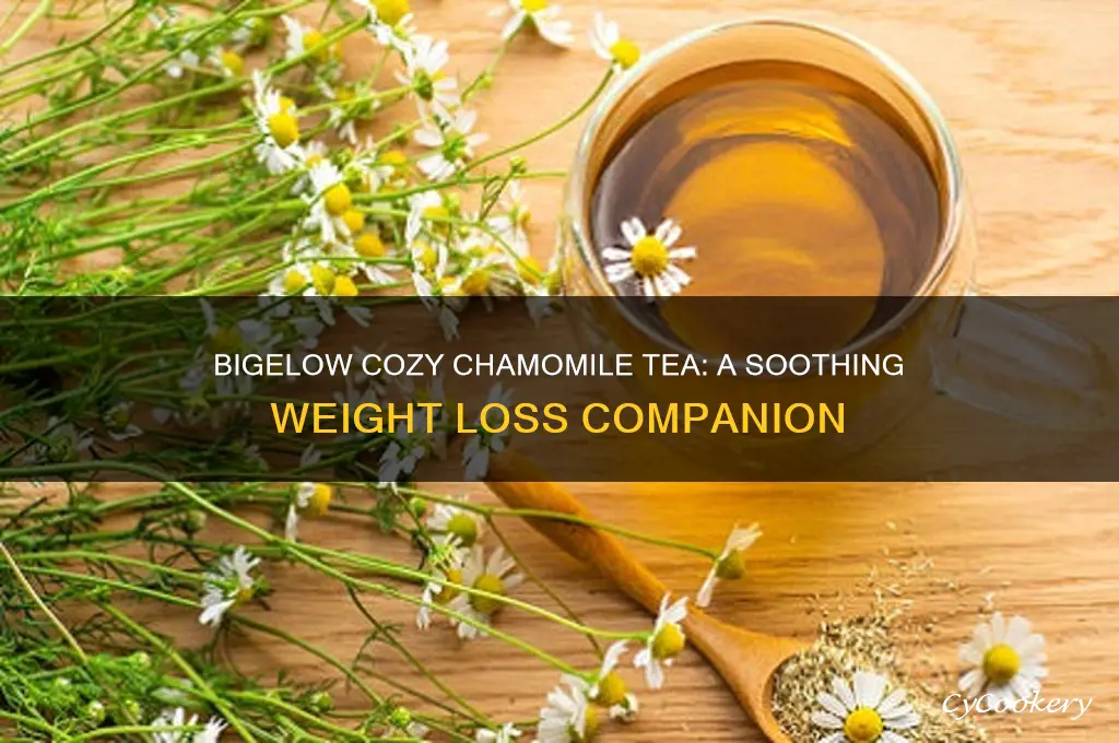 bigelow cozy chamomile tea for weight loss