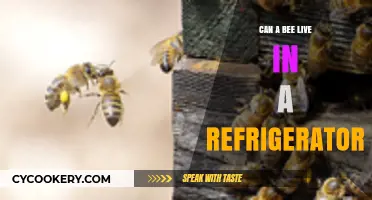 Can Bees Survive in a Refrigerator? Uncovering the Chilling Truth