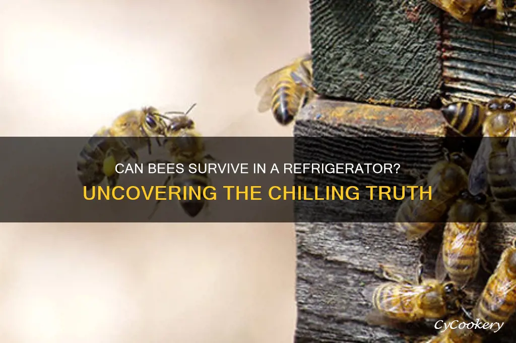 can a bee live in a refrigerator