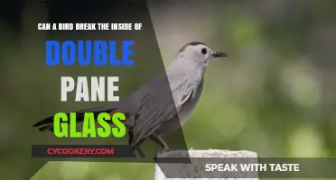 How Birds Can Shatter Double-Pane Glass