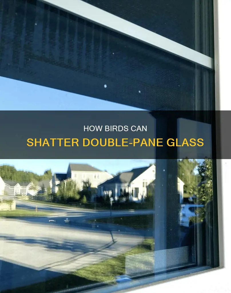 can a bird break the inside of double pane glass