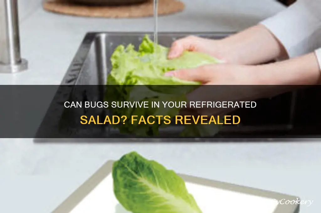 can a bug live in refrigerated salad