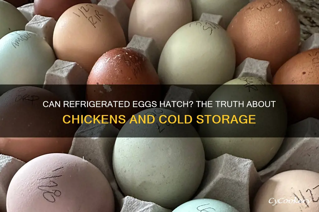 can a chicken hatch from an egg in the refrigerator