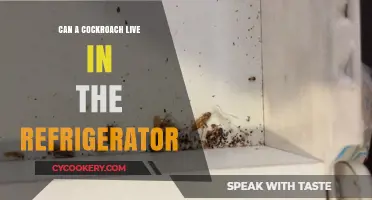 Can Cockroaches Survive in Your Refrigerator? The Chilling Truth