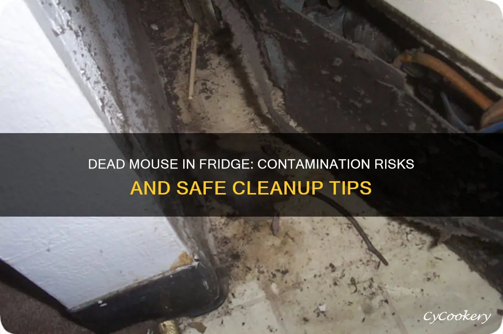 can a dead mouse contanmainat my refrigerator