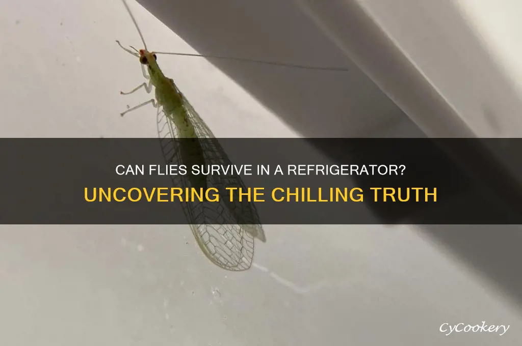 can a fly survive in a refrigerator