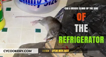 Can Mice Scale Refrigerators? Uncovering the Truth About Climbing Rodents