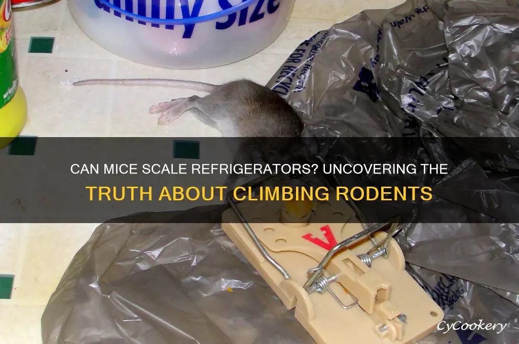 can a mouse climb up the side of the refrigerator