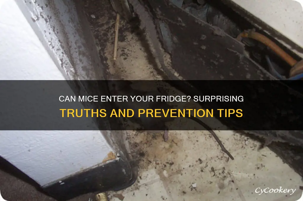 can a mouse get in a refrigerator