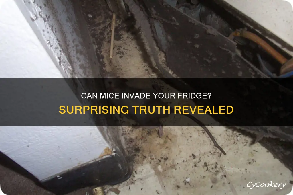 can a mouse get into a refrigerator