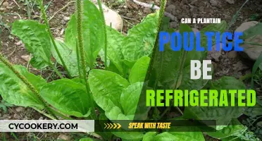 Refrigerating Plantain Poultice: Storage Tips for Freshness and Effectiveness