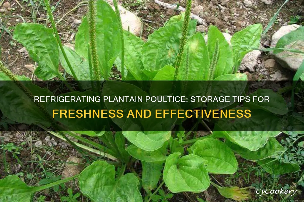 can a plantain poultice be refrigerated