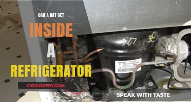 Can Rats Invade Your Fridge? Surprising Truths and Prevention Tips