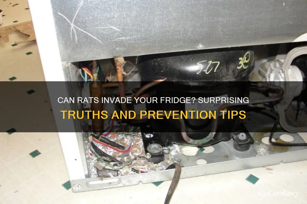 can a rat get inside a refrigerator